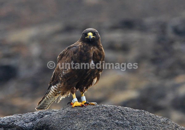 Galapagos hawk - Galapágos