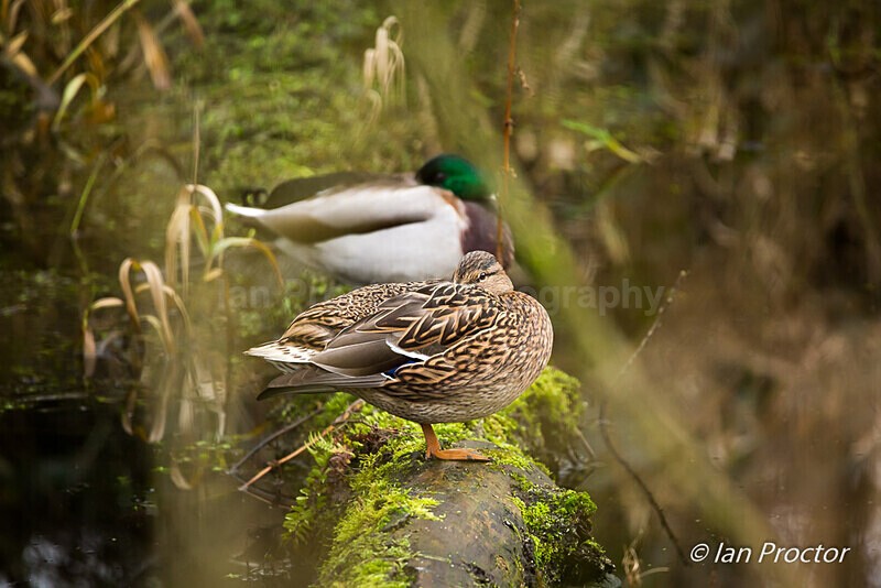 Mallards trying to get some shuteye! - Nature