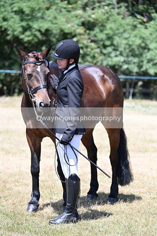 WJ7_2497 - Class 5a Most Handsome Gelding in hand (above 14.2hh)