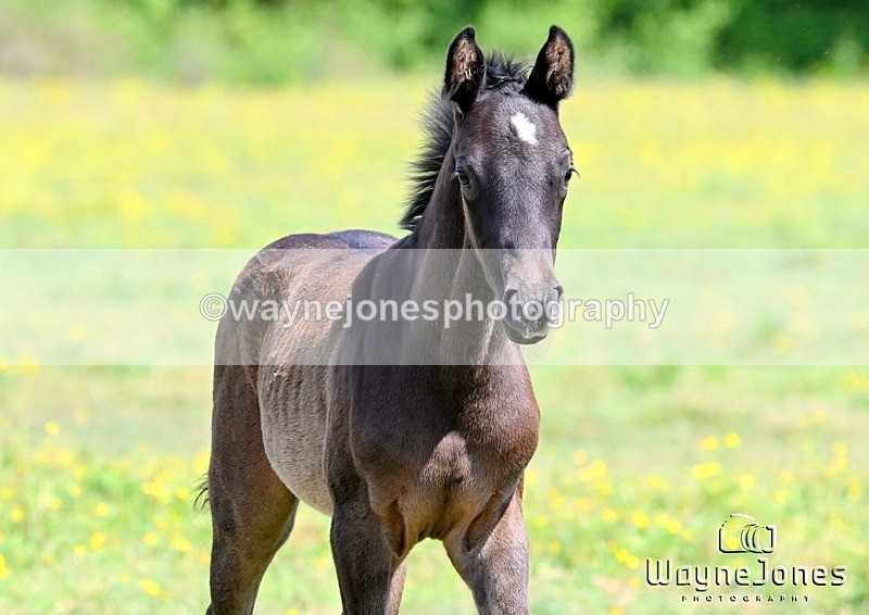 WJ6_4103 - Lyford Stud - Foals 01-06-25