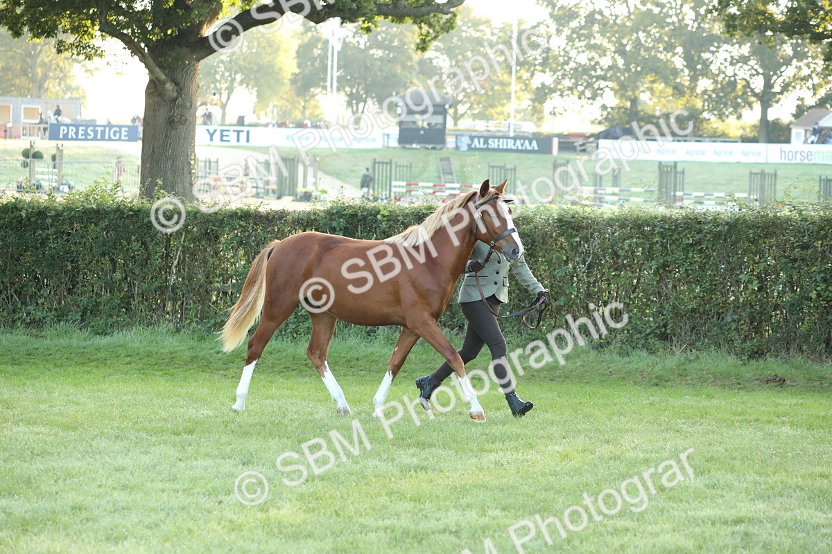 SBM_57808 - S42 - Youngstock