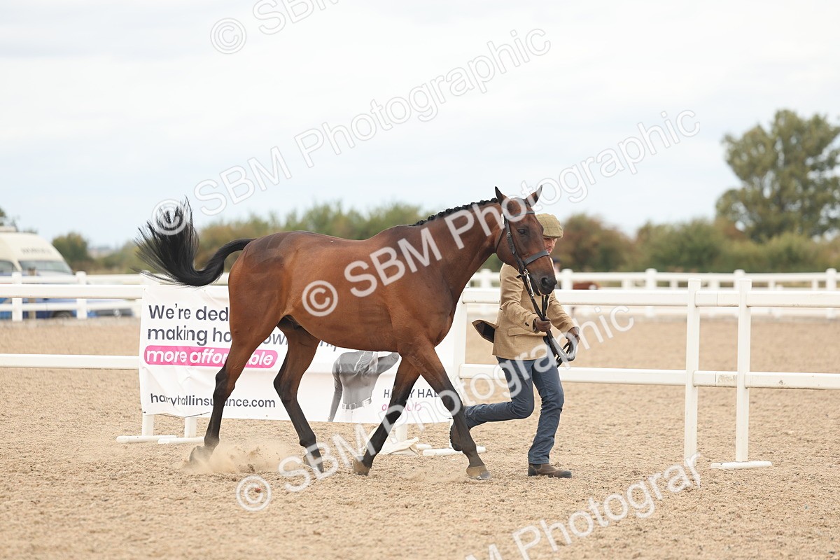 SBM_17045 - Class 313 - IH Retired Racehorse