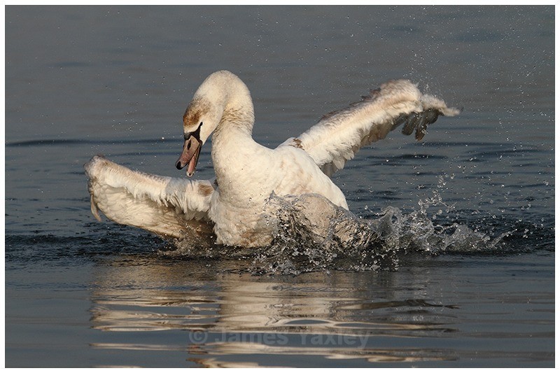 Mute Swan Bathing - The British Wildlife Photography Awards 2009 to 2014