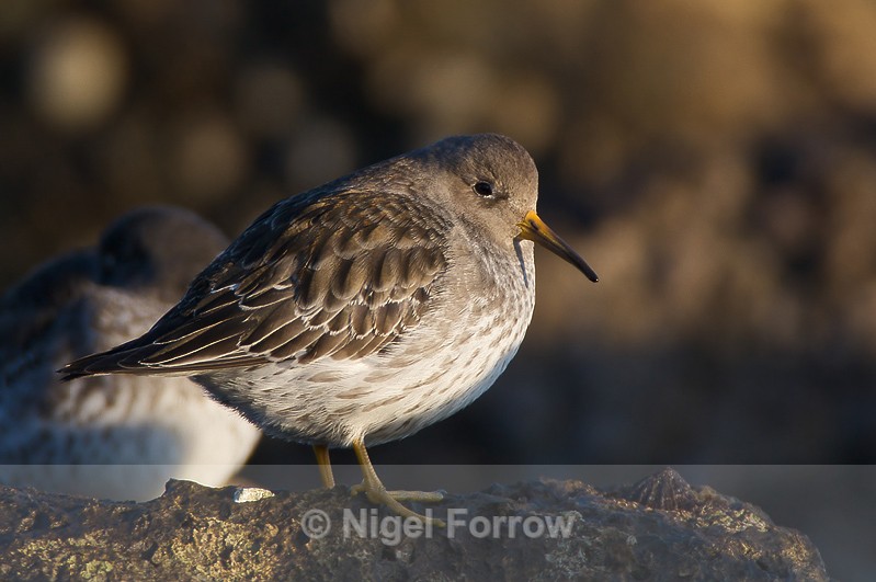 Purple Sandpiper - Purple Sandpiper