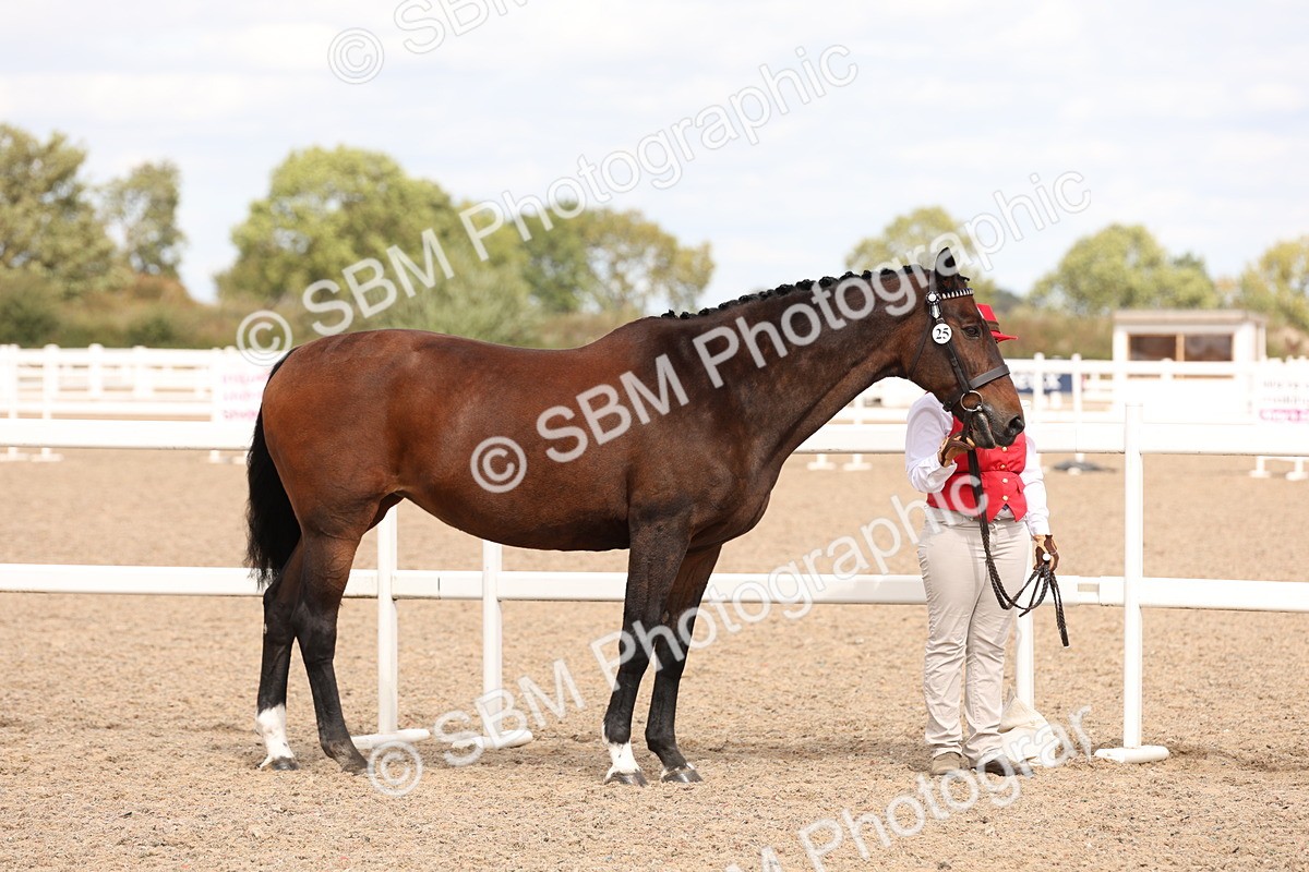 SBM_15332 - Class 210- IH Show Horse