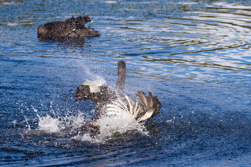 Showing Off. 0A3A0658 - Black Swans and cygnets