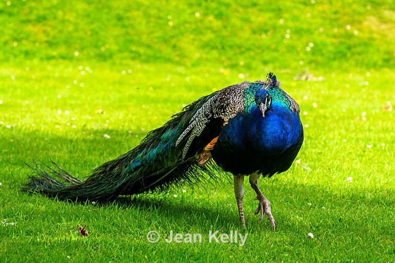 Peacock - DSC_8119 - Birds