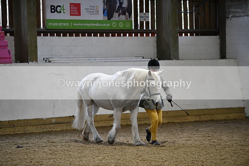 WJ5_4607 - Class 3 Part Bred In hand