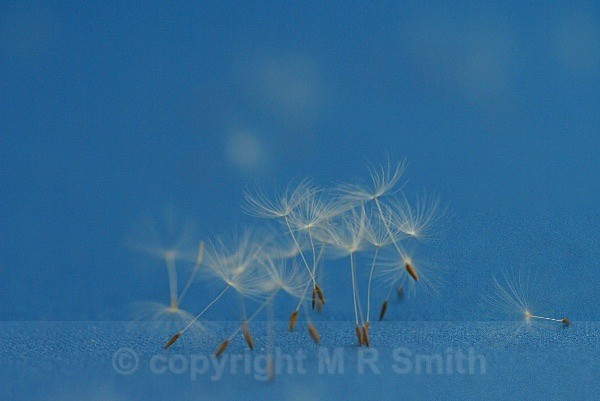 Blue Parachutes - MACRO & CLOSE UPS 2
