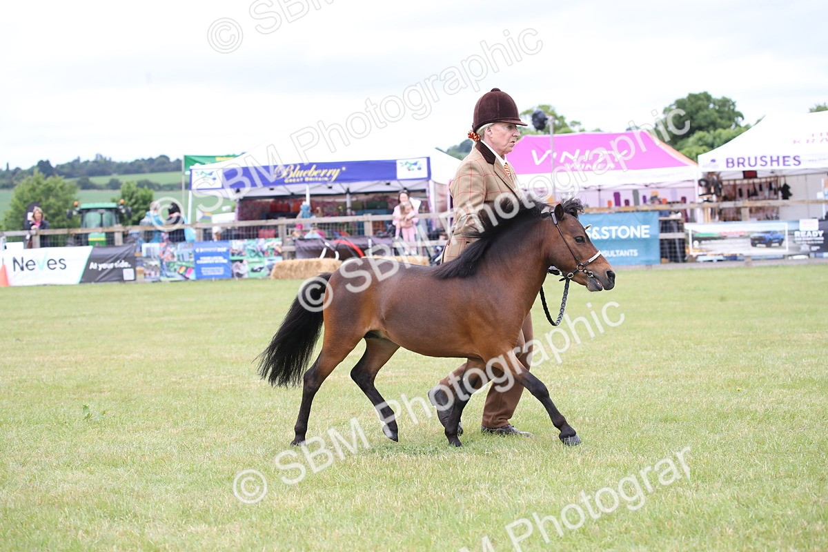 SBM_03767 - Class 23-25 - British Miniature Horse of the Year