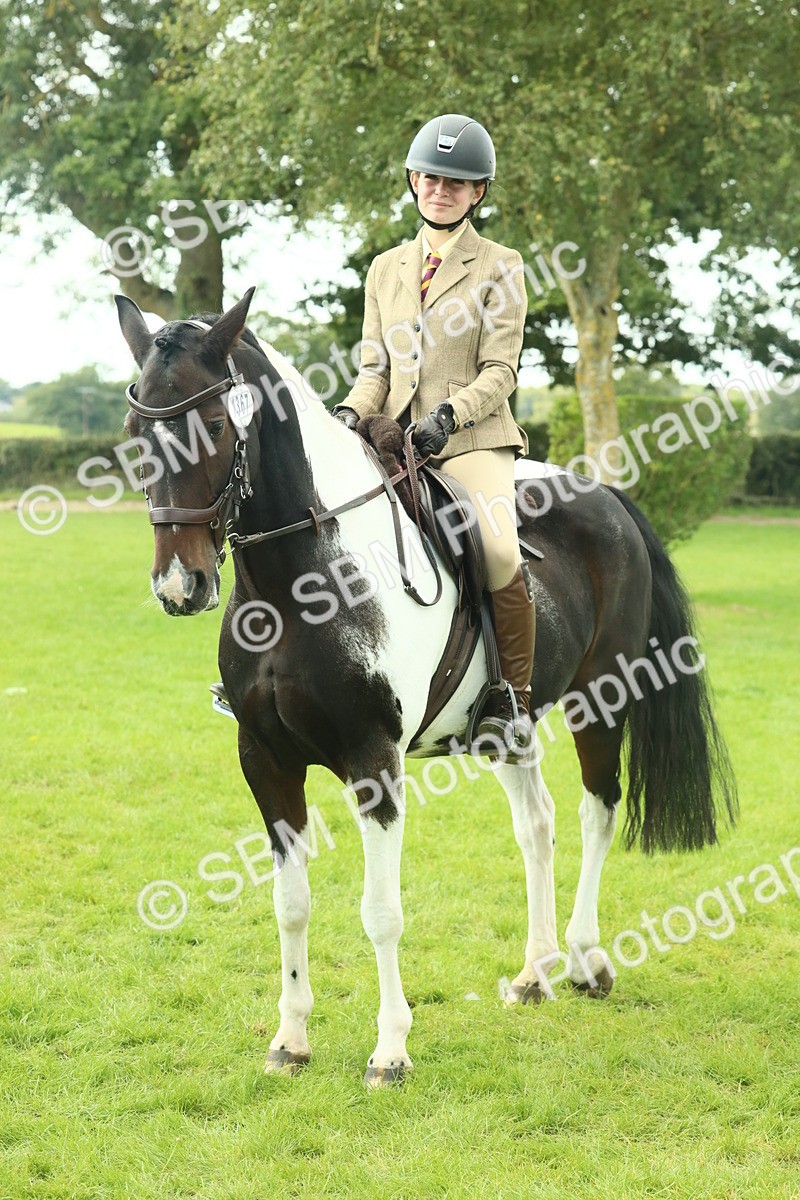 SBM_66455 - S34 - Rehabilitated Rescue Horse & Pony In Hand & Ridden