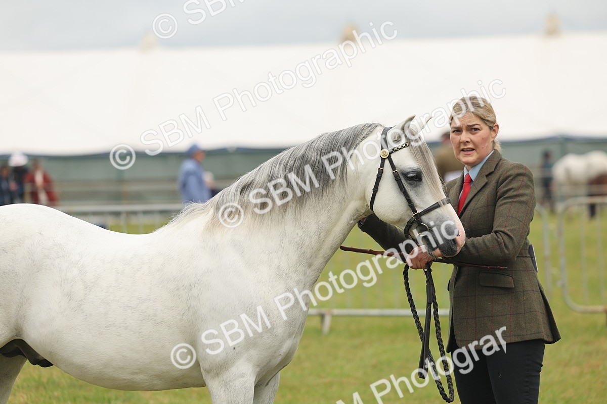 SBM_02261 - Class 50-57 - M&M Welsh Pony In Hand
