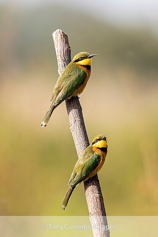 Little BeeEater - The Gambia