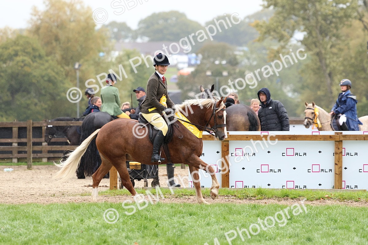 SBM_69770 - S62 - Mountain & Moorland Ridden Large Breeds