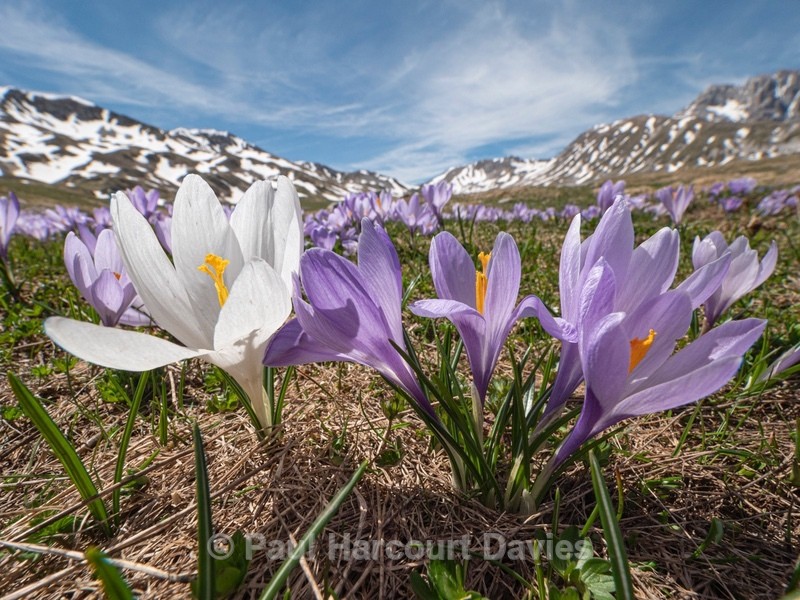 Neapolitan Crocus (Crocus neapolitanus) formerly Crocus vernus - Plants in the Landscape