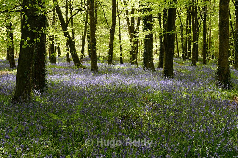  - Bluebells