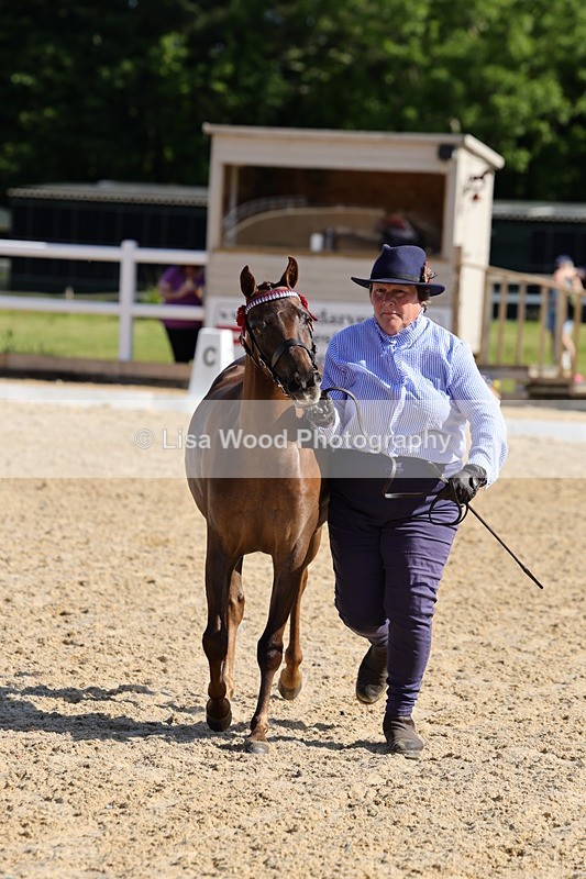 1X9A0666 - Class 3: Youngstock 1, 2, 3 year old not to exceed 153cm