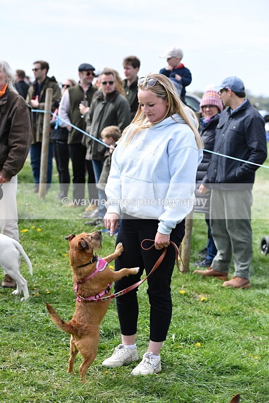 WJ5_0594 - Class 7 Best Terrier