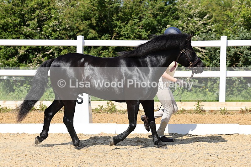 1X9A1115 - Class 9: Open Part Bred