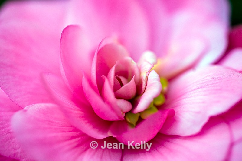 Flower (Pink Begonia) - 6469 - Pink