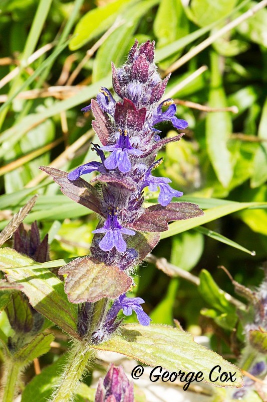 Bugle - Ajuga reptans - Vercors Flowers