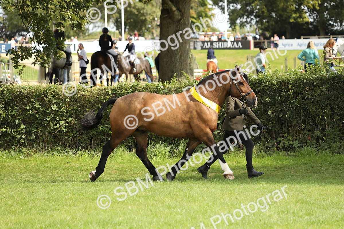 SBM_66258 - In Hand Pony & Youngstock Supreme Championship