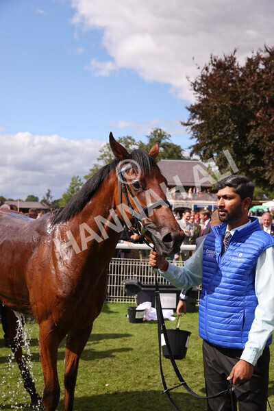 yr19082022r3-50 - Race 3 3.00pm Al Basti Equiworld Dubai Gimcrack Stakes