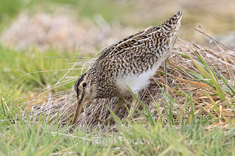 Magellanic Snipe probing for food, Sea Lion Island, Falklands - Magellanic Snipe