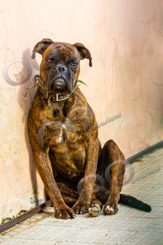 Boxer dog_5197 - Pet Photography
