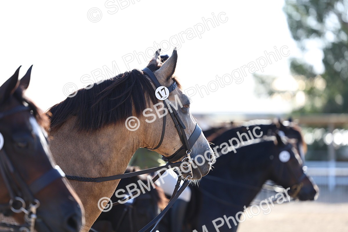 SBM_08832 - Class 302 - Ridden M&M - Large Breeds