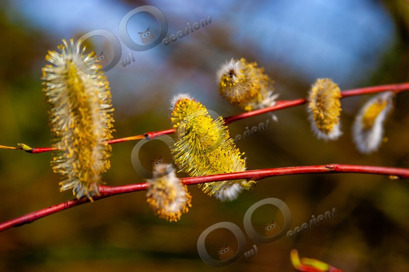 pussy willow-2 - Plants and trees