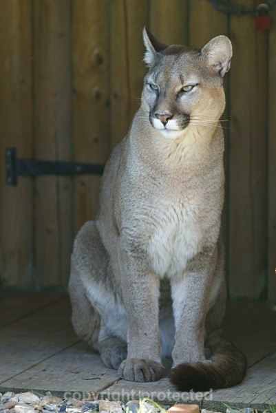 Viktoria, puma at WHF
