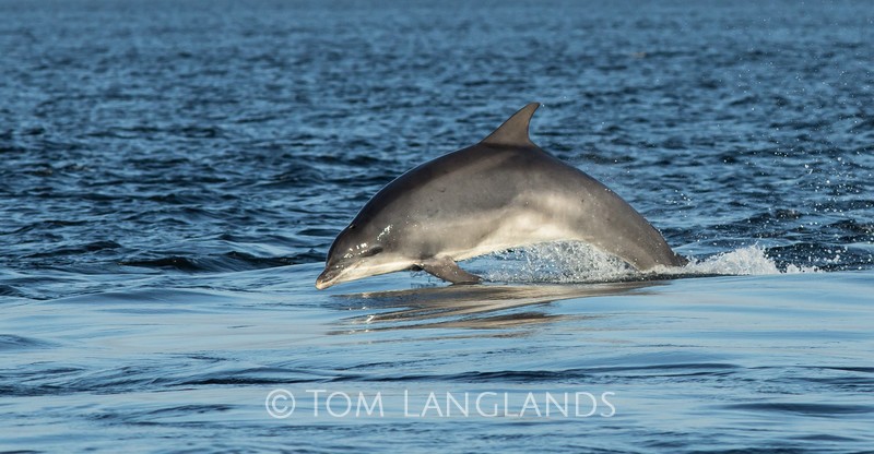 Bottlenose Dolphin - Dolphins