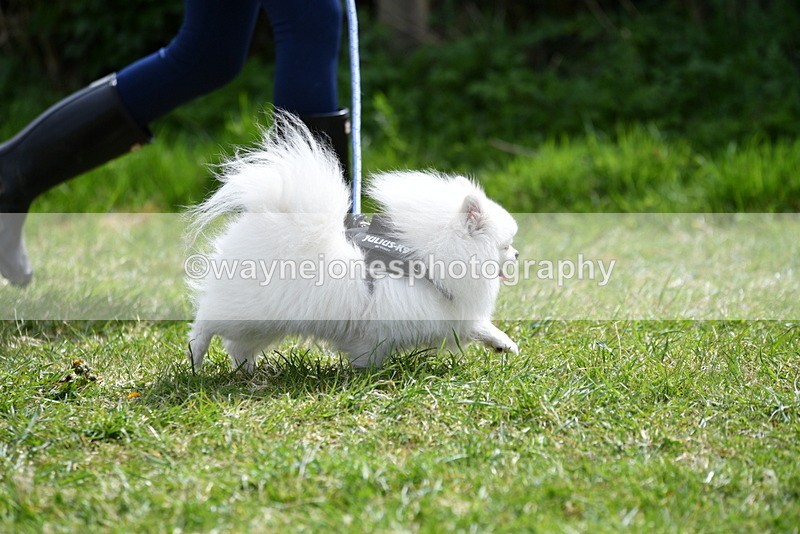 WJ5_9703 - Class 3 Most Handsome Dog