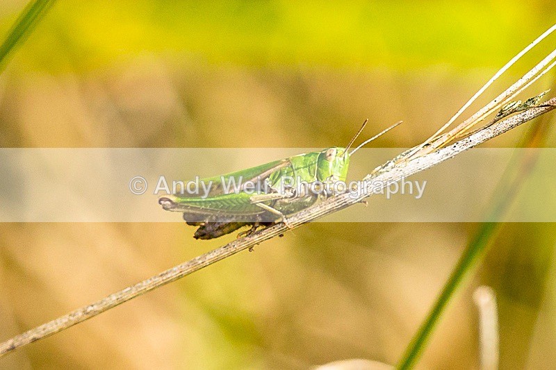 170619-untitled0031 - Insects