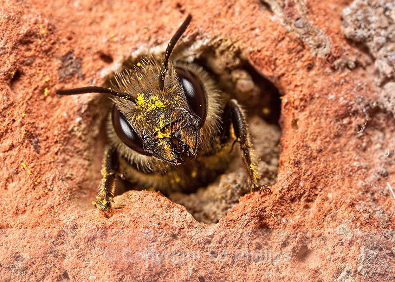 O. leaiana (f) - Osmia leaiana