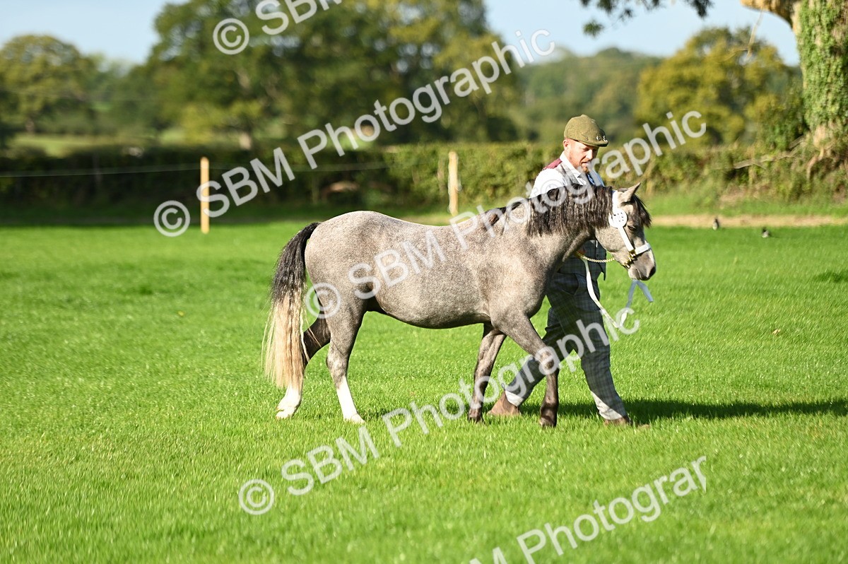 SBM_15837 - S1 - TSR in Hand Horse & Pony Showing