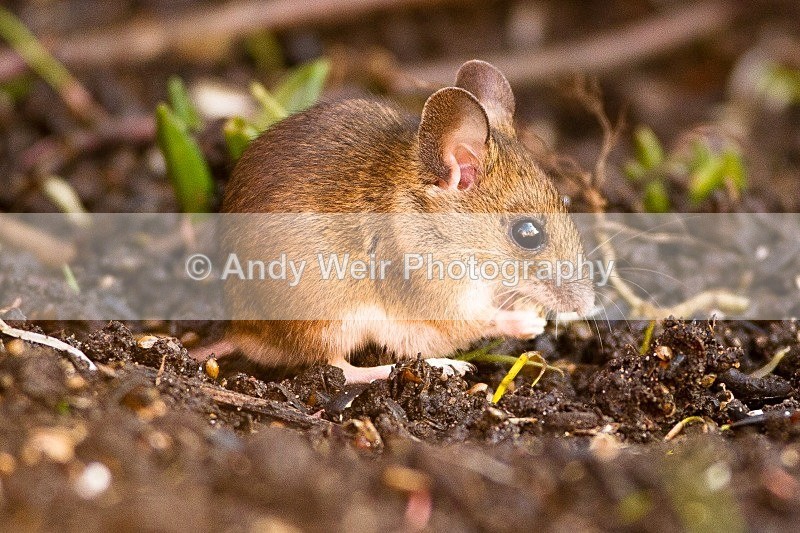 20120115-_MG_8261 - Wood Mouse