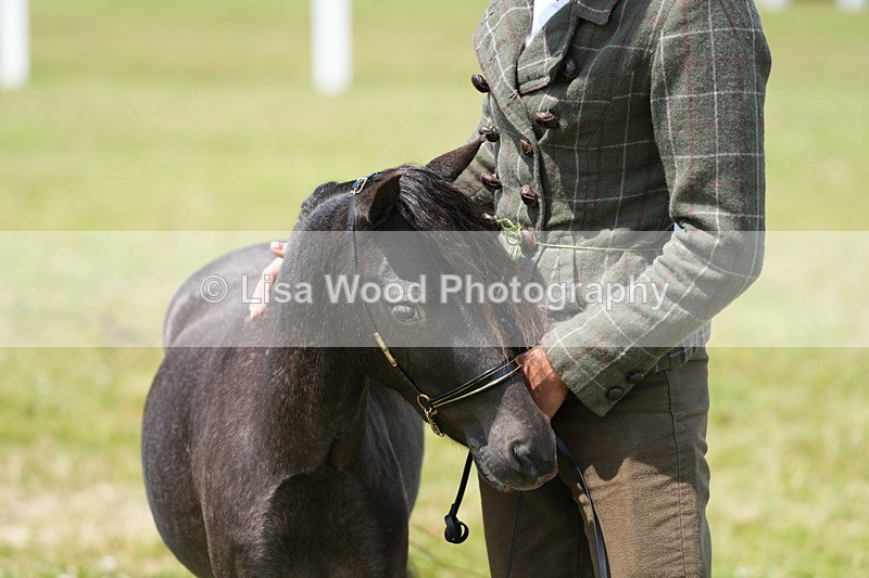 DSC06524 - Class 56: Miniature Horse 1, 2 & 3yr olds
