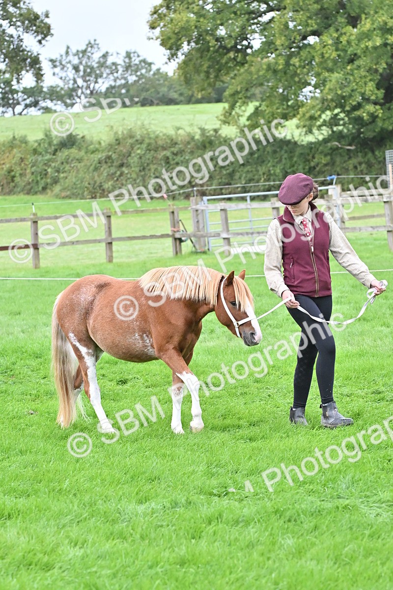 SBM_60894 - S48 - Mountain & Moorland In Hand Small Breeds