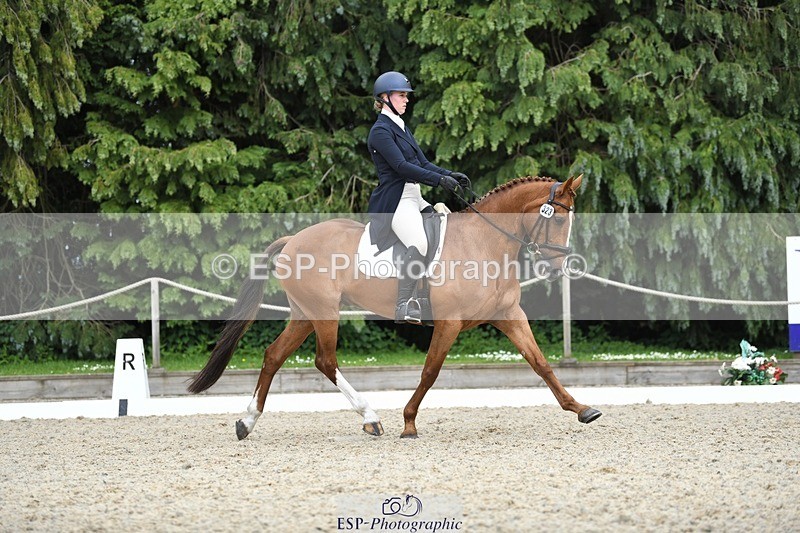 230525-144308-03166 - 323-CHESTNUT_BOBBY-Molly_Fletcher-WEDTrotUp+DR