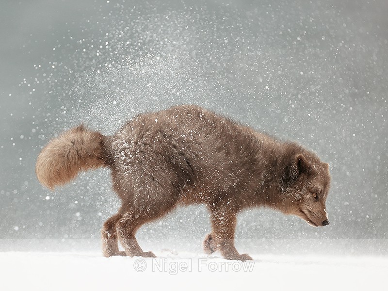 Arctic Fox snow shake side view (frame 1), Hornstrandir, Iceland - Arctic Fox