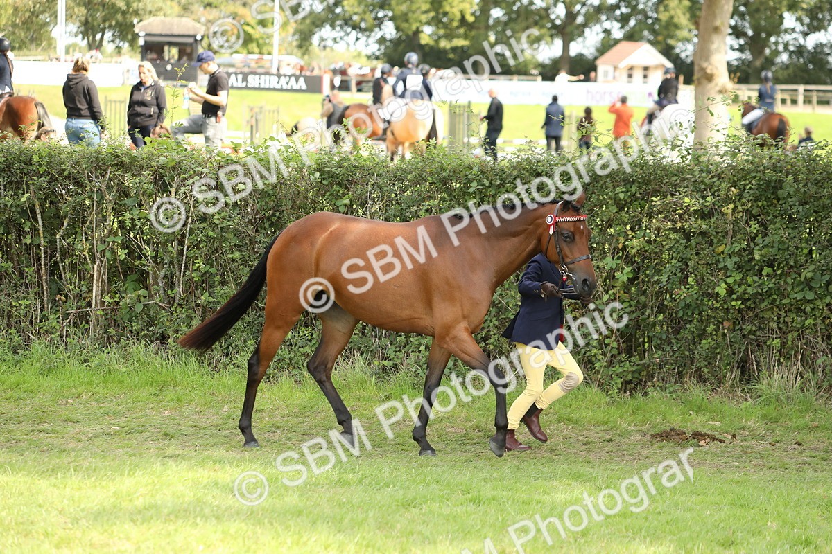 SBM_67746 - S39 - Junior Handler 8  Years & Under