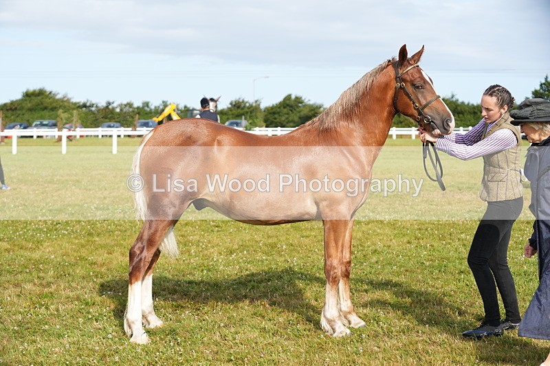 DSC04796 - Class 47: NPS M&M Yearling