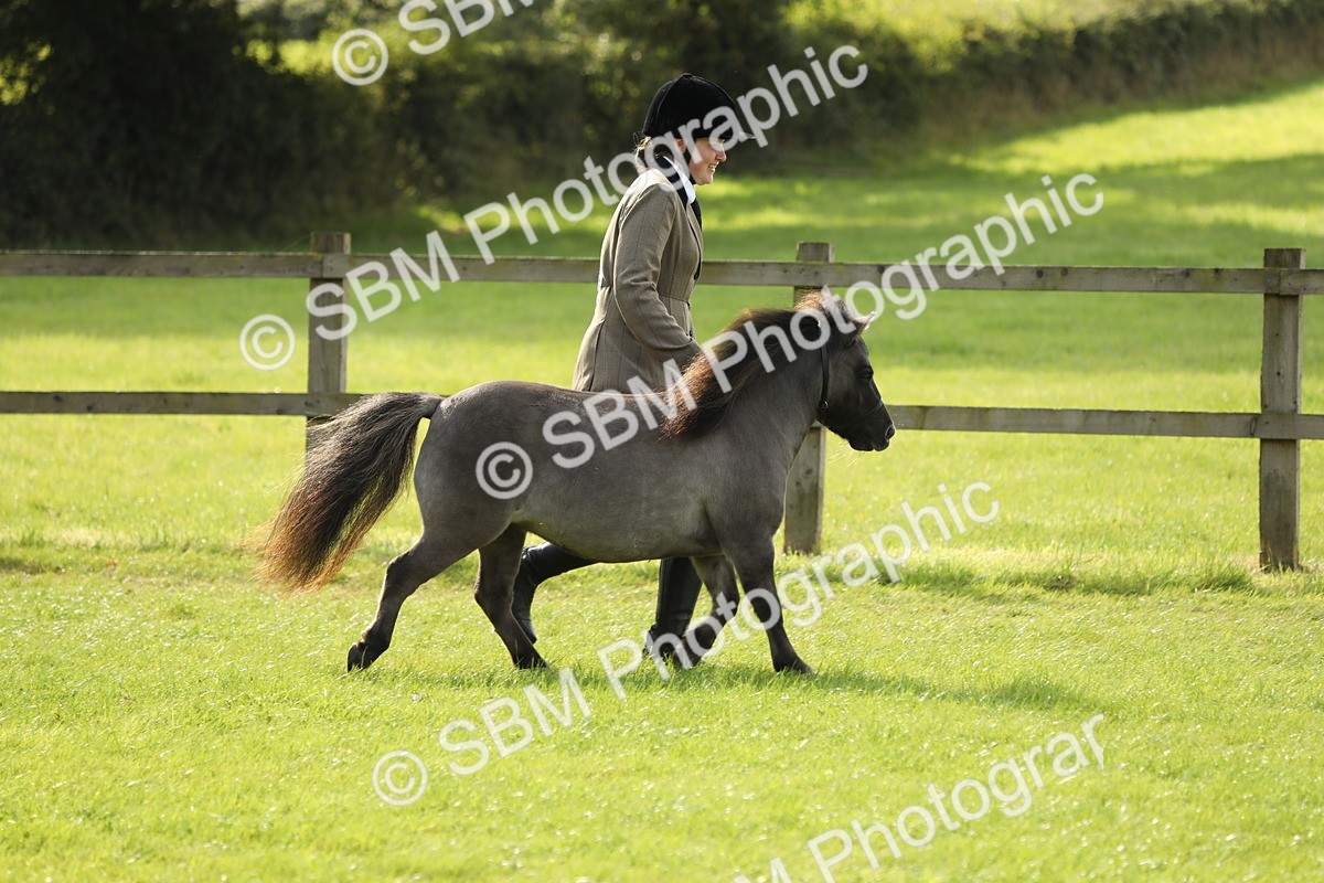 SBM_62741 - S46 - Mountain & Moorland In Hand Small Breeds