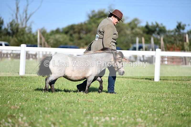DSC_5427 - Class 49: NPS Shetland Youngstock