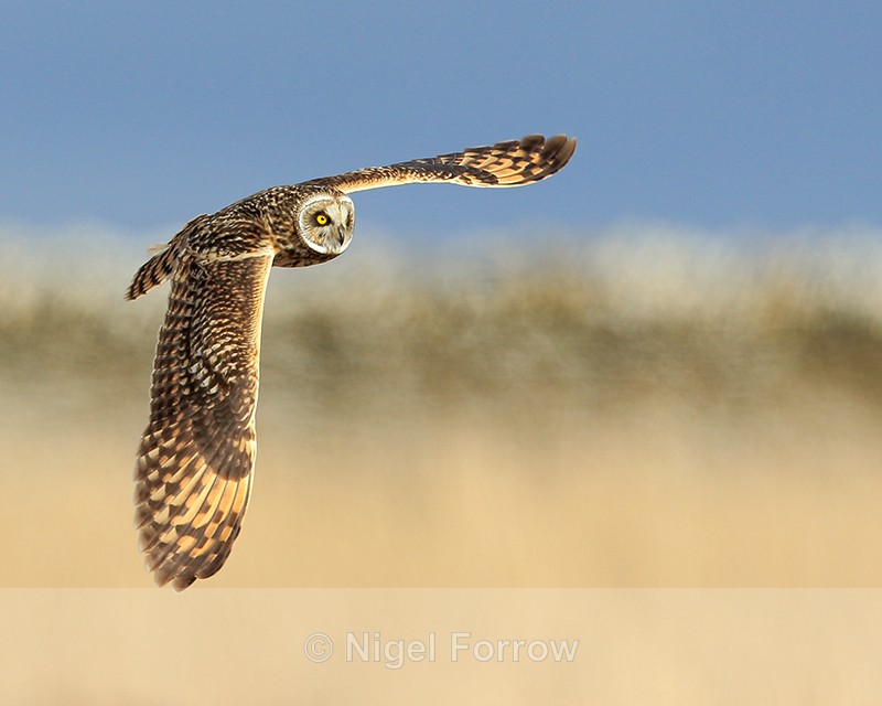 Short-eared Owl in flight, Hawling, Gloucestershire - Short-eared Owl