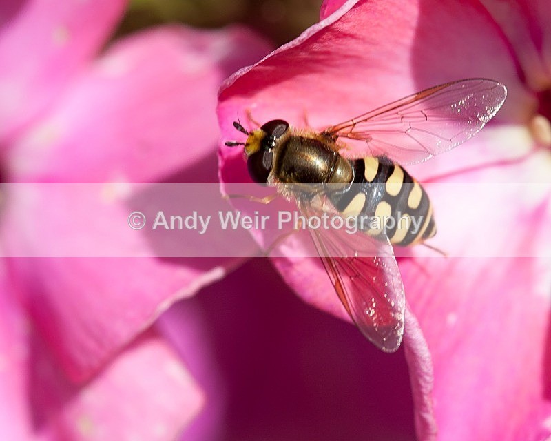 20110814-IMG_6250 - Insects