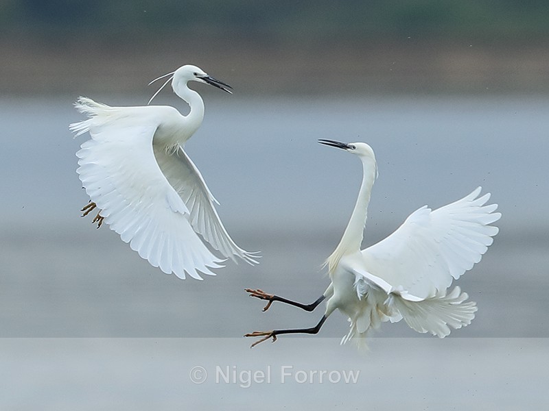 Little Egrets fighting, Farmoor Reservoir - Little Egret