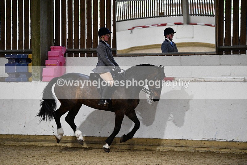 WJ5_8879 - Class 15 Ridden Show Horse